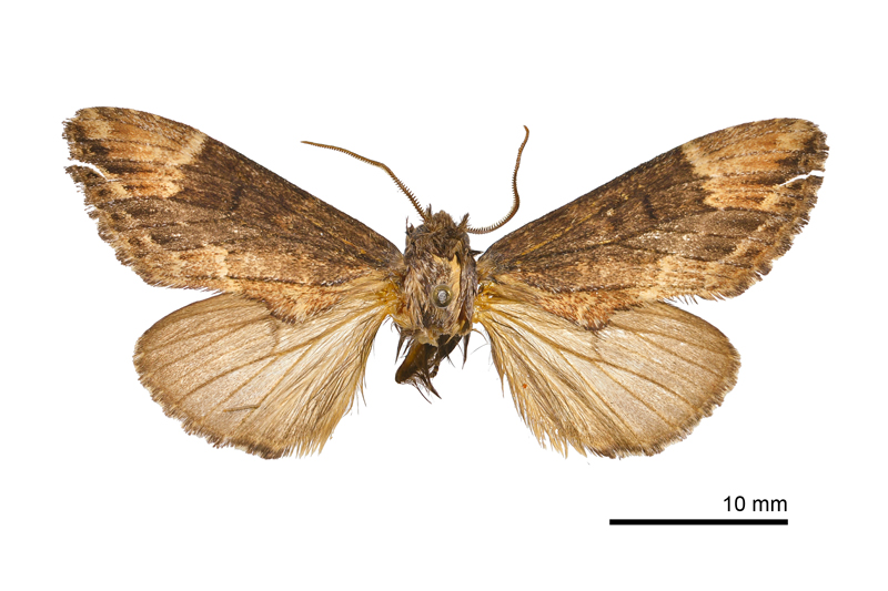 Hiradonta angustipennis Male